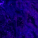 Autofluorescent raw output